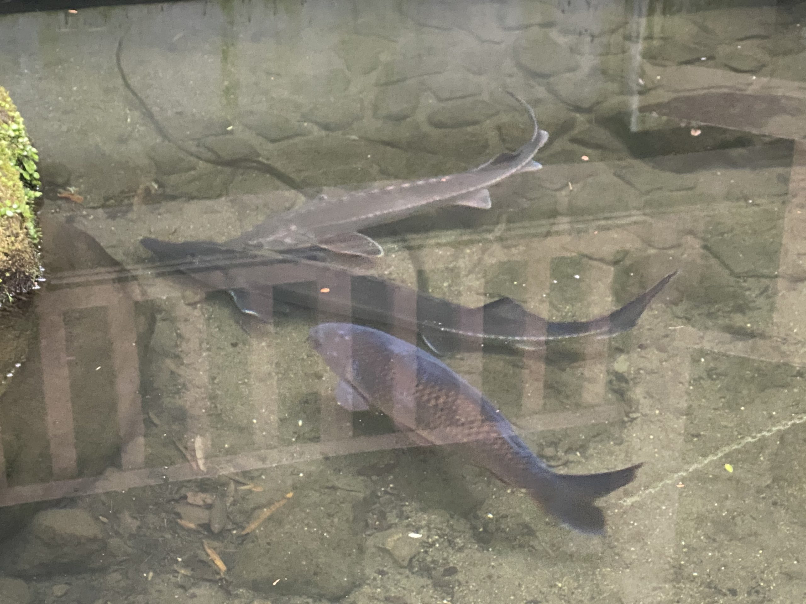 調音の滝のチョウザメと鯉