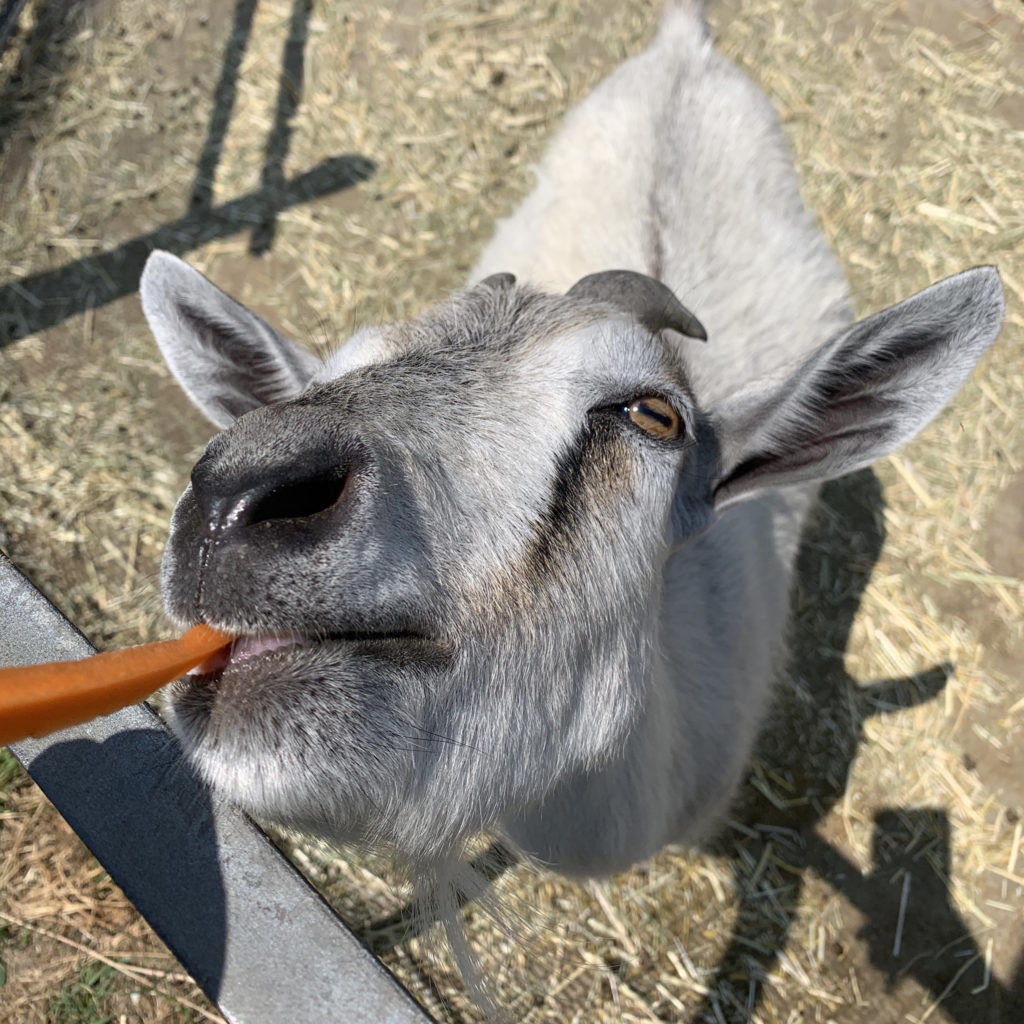 人参を食べるラッテビアンコのヤギ