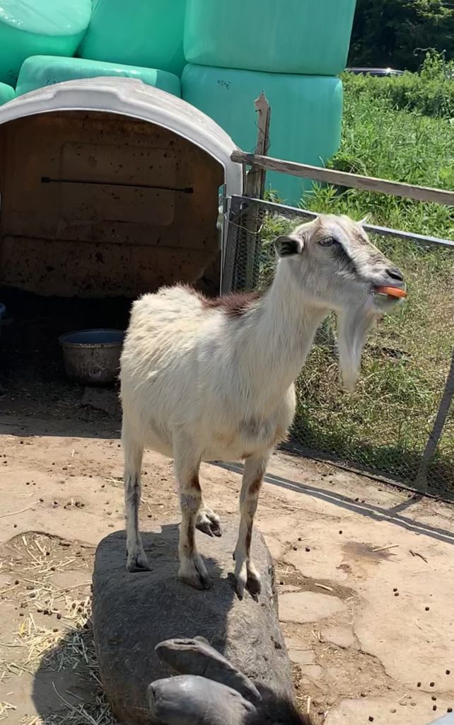 ラッテビアンコのヤギ