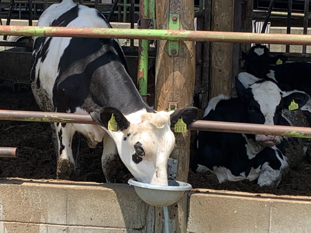 ラッテビアンコの牛